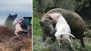 Estos perros poderosos son considerados los mejores Cazadores