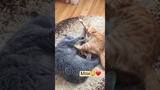 Маленький рыжий ЗАБИЯКА | Котики 😇 cats