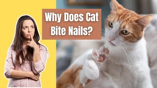 Why Does My Cat Bite His Nails? Feline Nail Care 101: What's Behind Your Cat's Nail-Biting?