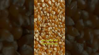 Popcorn burst when making popcorn | vid 42