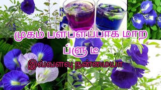 Butterfly Pea Flower Benefits/Sangu Poo Benefits/Clitoria Ternatea /Aparajita Flower