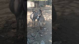 Donkey #donkey #donkeyshort #animals #shortvideo