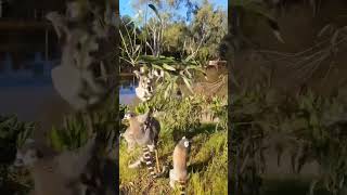 LEMURS PLAYING IN TREE