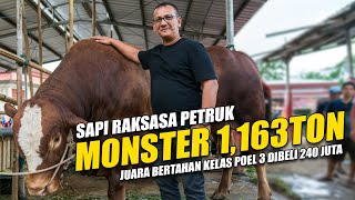 Sapi Raksasa Petruk MONSTER 1,163 TON | Juara Bertahan Kontes APPSI Kelas Poel 3 Deal 240 Juta