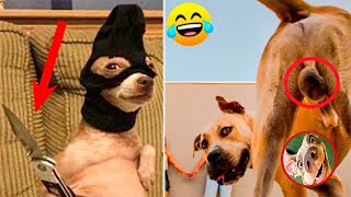 Funniest Cute Animals😍TikTok Funny Cats,New Memes Pet 2023