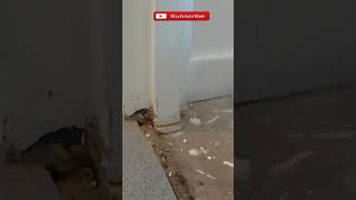 Cutting under door frame