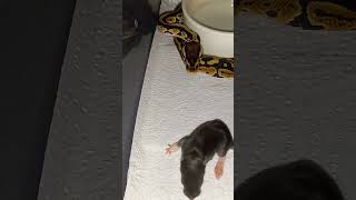 Warning Ball Python Live Feeding Second Times The Charm