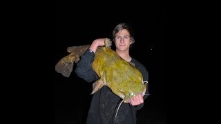 Huge Flathead Catfish 38.5lbs and a 16lber