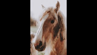 My Horse's morning training routine