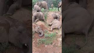 Baby elephants  enjoy  a mud bath .🐘🐘🐘