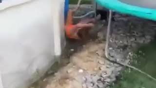 Girl jumps from house to pool _ doesnt end well