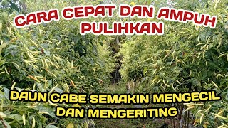 PART 25 : CARA MEMULIHKAN DAUN CABE MENGECIL DAN MENGERITING SELAMA PEMETIKAN