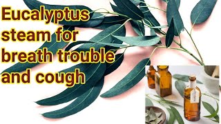 Eucalyptus steam  is effective for breath trouble