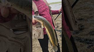 Murrel fishing #fishing #trending #shorts #shortvideo #indian