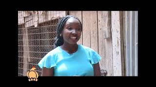 Broiler chicken farming guide   Poultry farming COURTESY OF FARM KENYA