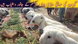 Gujrat maweshi mandi | Cattle market in punjab pakistan | maweshi mandi