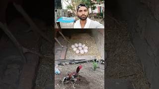 Murgi Ko अंडे पर कैसे बैठते है | #shorts #shortsvideo