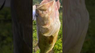 Friend broke his PB 5.07lb largemouth #fishing #basslake #sportfishing #largemouthbassfishing #pb