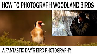 HOW TO PHOTOGRAPH WOODLAND BIRDS