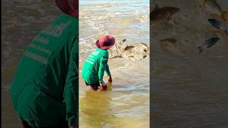 Real Life 100% Net Fishing In River At The Countryside.(Episode 238)