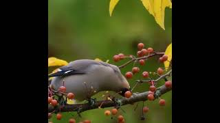 Гости 🐦🍒