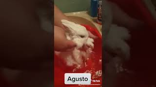 Baño relajante para mi conejo