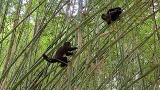 Monkeys in Botanical Garden of Rio de Janeiro