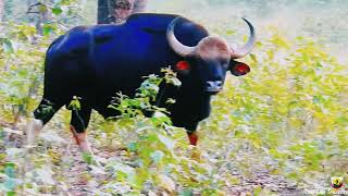 YouTube Koka wildlife sanctuary | Wild life India | Koka jungle Gondia Maharashtra | #junglelife