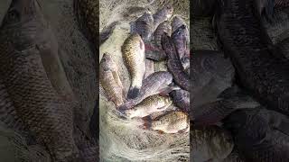 Daming isda #hectortvvlogs #shorts