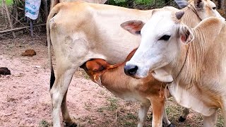 Cows Feeding Milk to baby calf