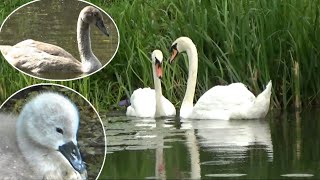 Swans and Cygnets in Summer (2021)