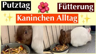 Kaninchen Alltag ✨🌺/Kaninchenbande🐰