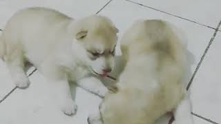 Baby husky 2 week cute moments