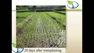 Organic Seed Production technologie of Rice