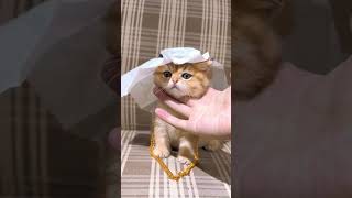 Cute Kitten Dances like an Arabian Prince with Gold Necklace and Sheikh Hat