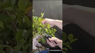 Ficus, pinzado, primero de la temporada, vídeo completo en el canal #bonsai