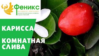 Карисса - комнатная слива