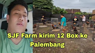 Berangkat 12 Box ke Palembang dari SJF Farm