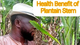 Health Benefit of Plantain Stem