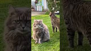 Katzen im Herbstfieber | Feline Fiesta 😹lustige Katzenvideos 😻 #shorts #cats