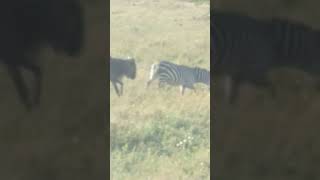 Best Road Crossing I've Seen  #animals #wildebeest #animals #zebra #wildlife #greatmigration #safari