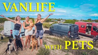 How to Travel with Pets in a Van | Everything You Need to Know! | EP08