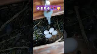 🥚🥚🥚🥚🦜🦜