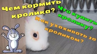 Чем кормить кролика, что купить кролику, как ухаживать за декоративными кроликами