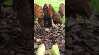 hen live egg laying #shorts #shortsvideo #trending #hen #chicken #pets