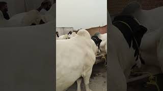 cattle show Rahim yar Khan