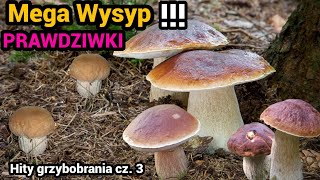 Piękne Prawdziwki - mega Wysyp Borowików