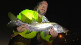 Quickie: Slot Snook on DOA Little John Off North Siesta Bridge