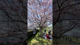 Japan Cherry Blossoms 2023 #sakura #shorts