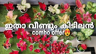 നെസീമത്തയുടെ sale നായിട്ടുള്ള ചെടികൾ😍/Combo offer/Malayalam/